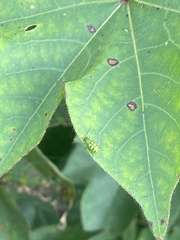 Diabrotica balteata