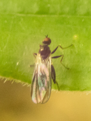 Empidoidea