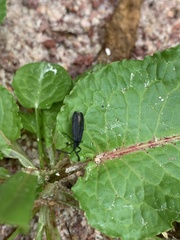Lycinae