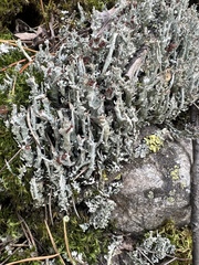 Cladonia cenotea