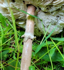 Macrolepiota