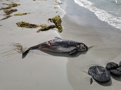 Phocoena phocoena phocoena