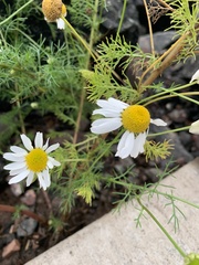 Matricaria chamomilla