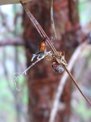 Ophiocordyceps camponoti-floridani