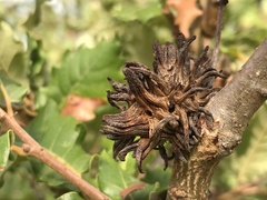 Andricus grossulariae