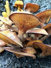Omphalotus