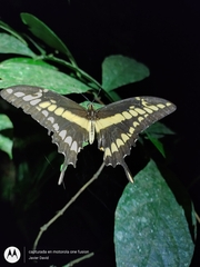 Papilionini