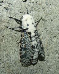 Zeuzera multistrigata