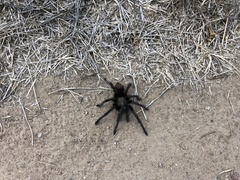 Aphonopelma eutylenum