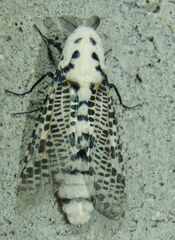 Zeuzera multistrigata