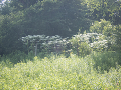 Heracleum mantegazzianum