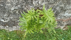 Polypodium macaronesicum azoricum