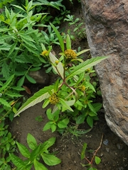 Bidens comosa