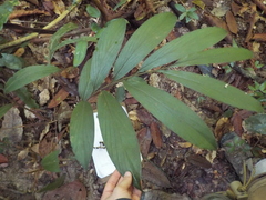 Renealmia floribunda