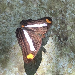 Adelpha