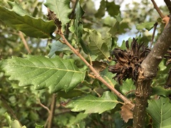 Andricus grossulariae