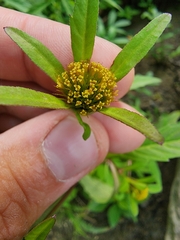 Bidens comosa