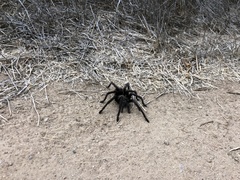 Aphonopelma eutylenum