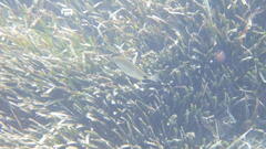 Diplodus annularis