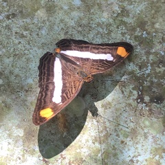 Adelpha