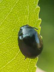 Plagiodera versicolora