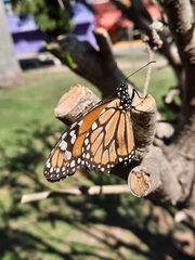 Danaus