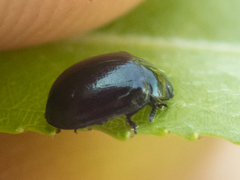 Plagiodera versicolora