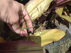 Cyperus rotundus
