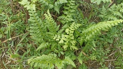 Asplenium billotii