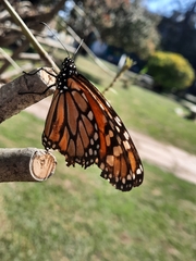Danaus
