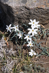 Ipheion uniflorum