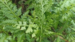 Asplenium billotii