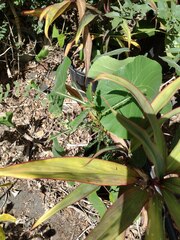 Phyllanthus urinaria