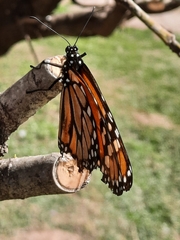 Danaus