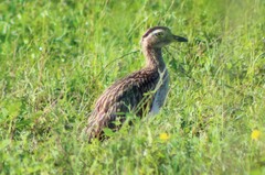 Burhinus bistriatus