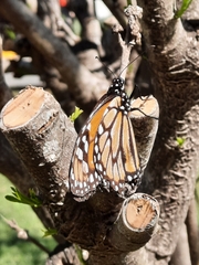Danaus
