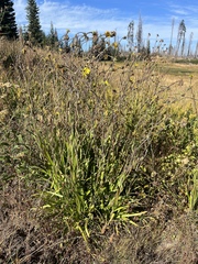 Kyhosia bolanderi