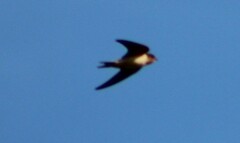 Hirundo rustica