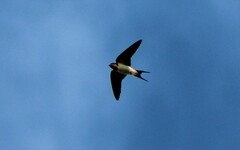 Hirundo rustica