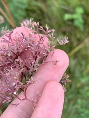 Valeriana officinalis