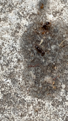 Tetramorium immigrans