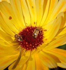 Closterotomus norwegicus