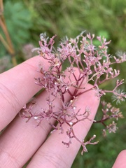 Valeriana officinalis