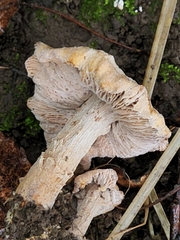 Hypomyces lateritius