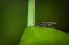 Aphidiinae
