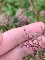 Valeriana officinalis