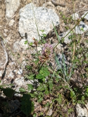Agastache urticifolia