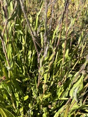 Kyhosia bolanderi