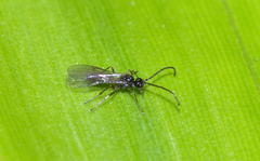 Aphidiinae