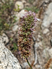 Agastache urticifolia